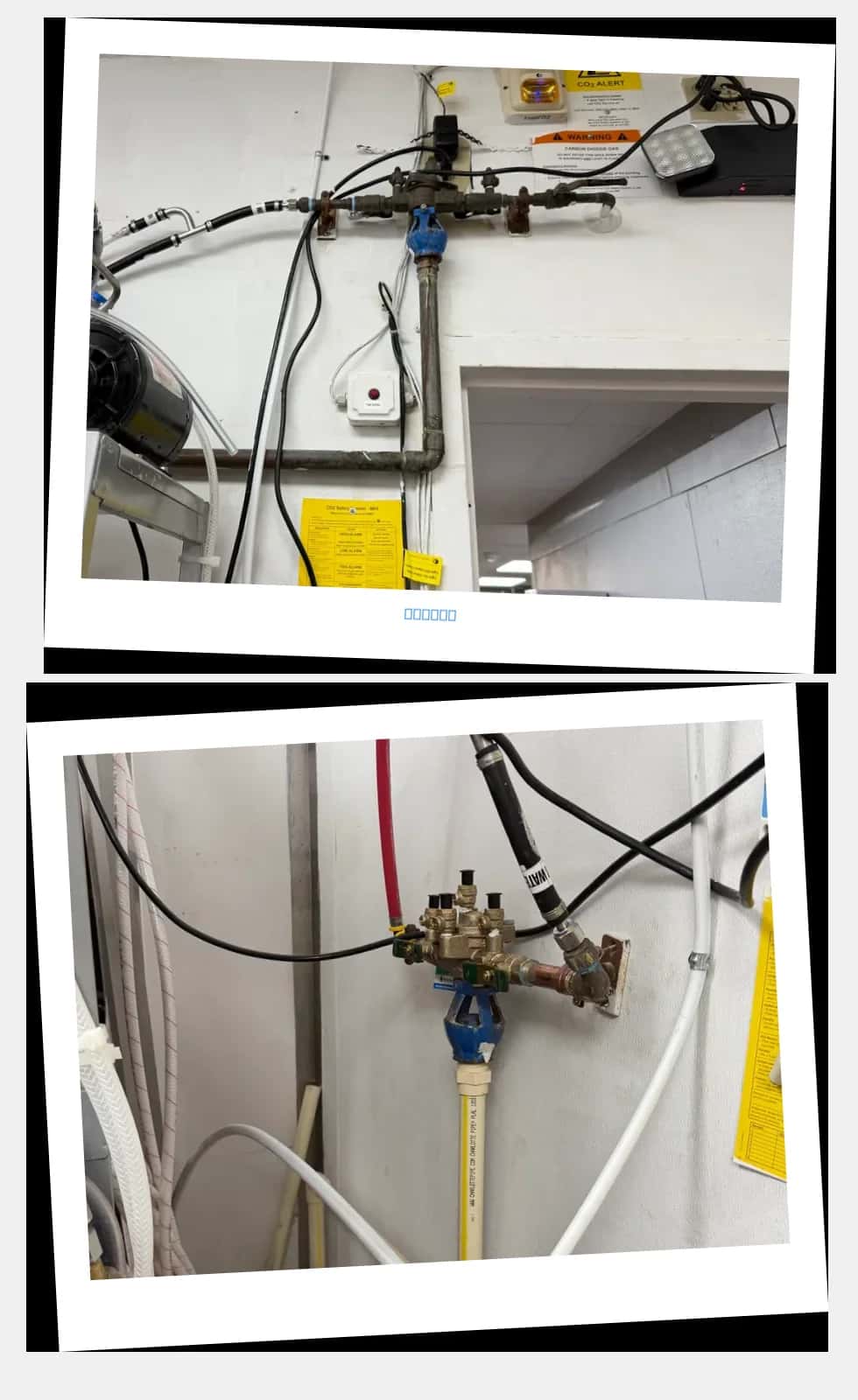 Success story for Surfing Crab